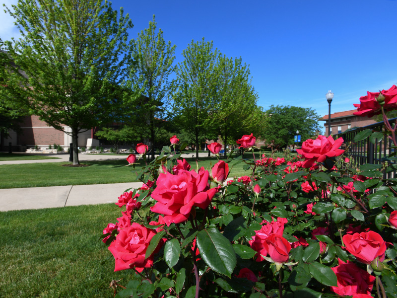 pink flowers outside of memorial hall